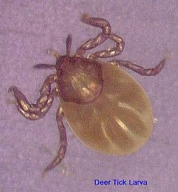 Deer Tick Larva