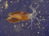 Picture of Bryozoan